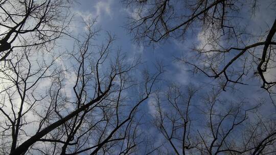 实拍冬天蓝天枯萎树枝