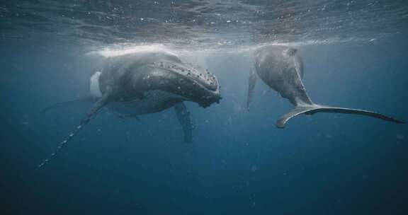 海中座头鲸