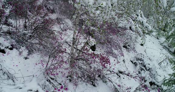 航拍雪压杜鹃（五月末杜鹃花开时普降瑞雪）