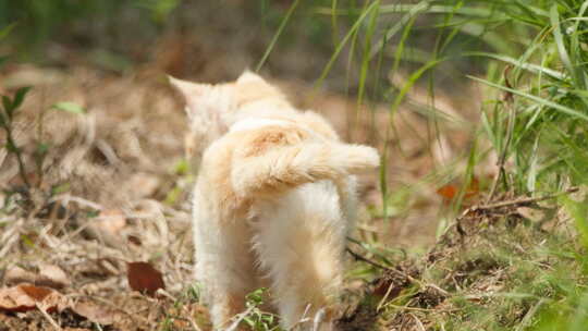 春天公园里可爱的猫咪流浪猫