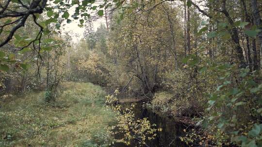 斯堪的纳维亚森林的秋色