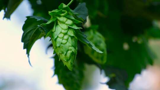 挂在枝头的绿色啤酒花