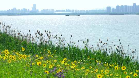 夏天南京江心洲逆金鸡菊花海和波光粼粼江水