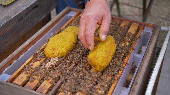 养蜂场饲养蜜蜂喂花粉慢镜头特写