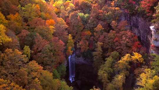 4k风景秋天唯美金黄色森林中有条瀑布