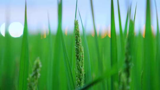 水稻种植地