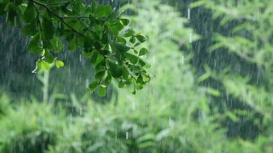 雨中的绿色植物叶子雨滴滴落慢镜头视频素材