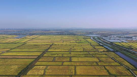 航拍秋天的稻田，湖北省黄冈市龙感湖管理区