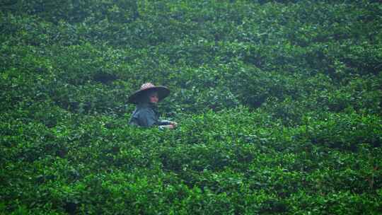 茶农采茶春茶白茶绿茶茶叶毛尖手工茶采茶视频素材模板下载