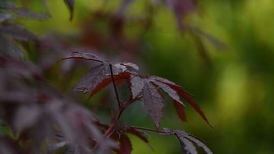 秋天枫叶在雨中轻轻摇动