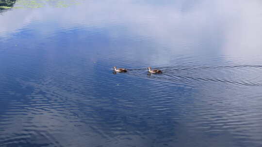 航拍湖里游动的野鸭