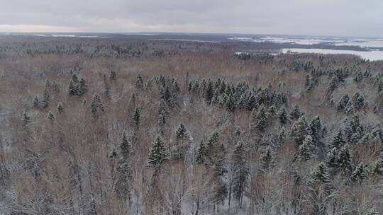 森林田野的冬季景观