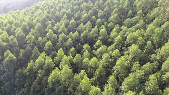 树林航拍森林自然环境绿色林地山林桉树松树