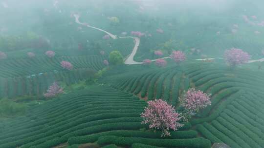 杭州富阳茶山晚樱航拍11