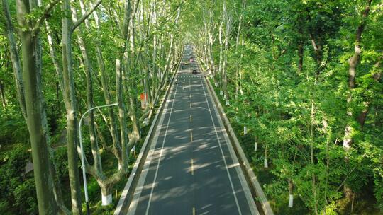 南京紫金山陵园路梧桐大道