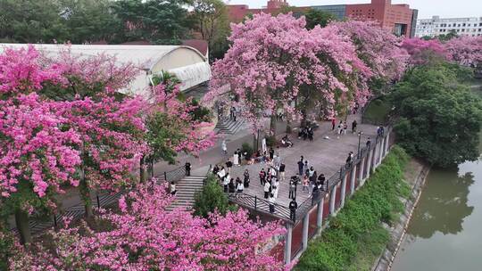 中国广东省广州市从化区华软异木棉