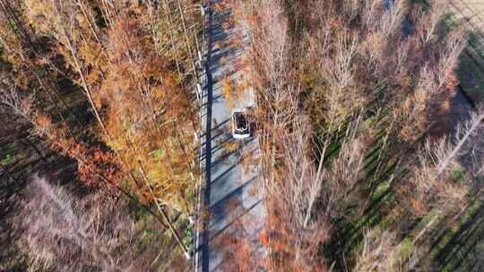 塘下公路  水杉林 秋天最美公路