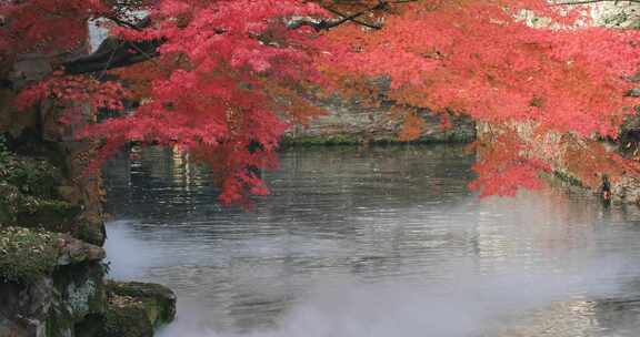 园林湖面水面雾气阳光下的红枫红叶 拙政园