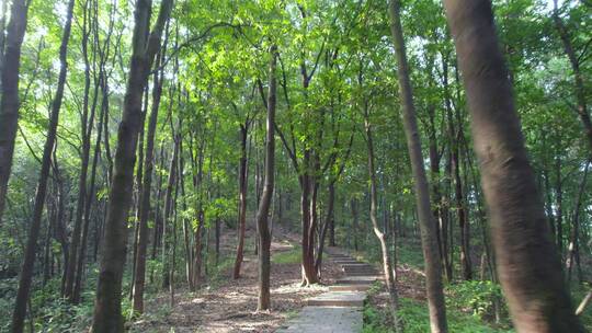 广州白云山森林公园树木阳光徒步爬山