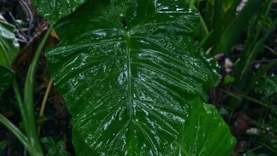 雨滴绿植