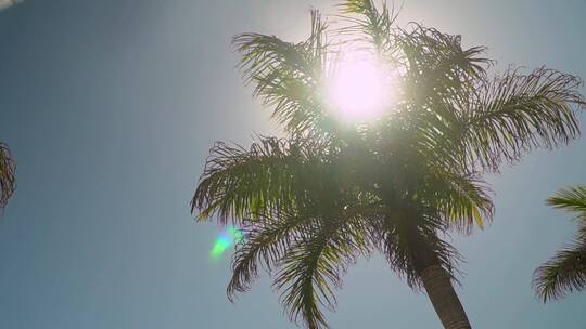 阳光下的棕榈树视频素材模板下载