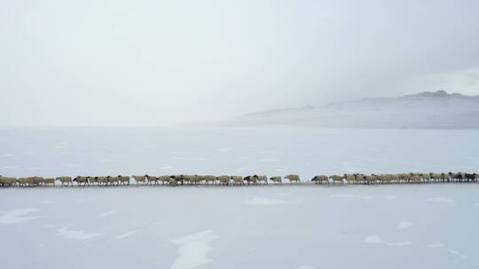 西藏山南冬天普莫雍措蓝冰上赶羊无人机航拍