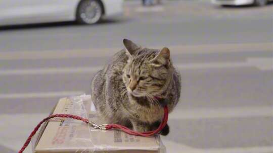 路边的小猫咪