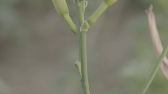 黄花菜LOG