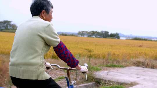 老人骑行于金黄田野间