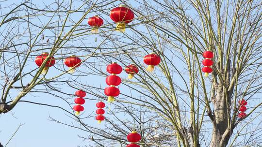 春节树上悬挂灯笼实拍