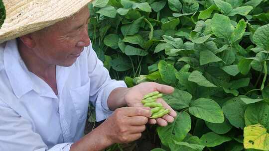 毛豆采摘