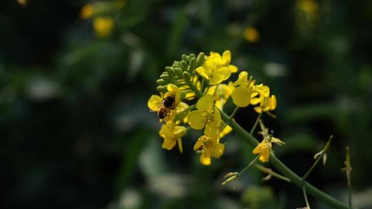 菜花油菜花蜜蜂春天蜜蜂视频素材模板下载