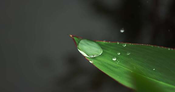 （慢镜）下雨天挂着水珠的绿叶微距特写