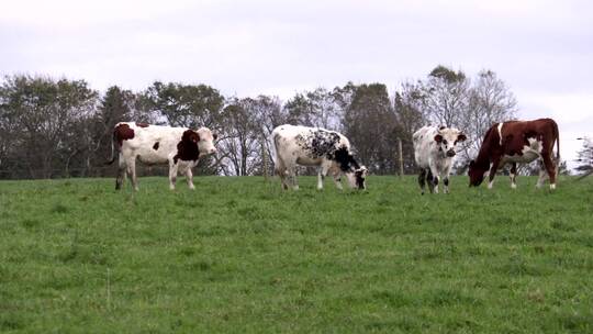 牧场里的奶牛群视频素材模板下载