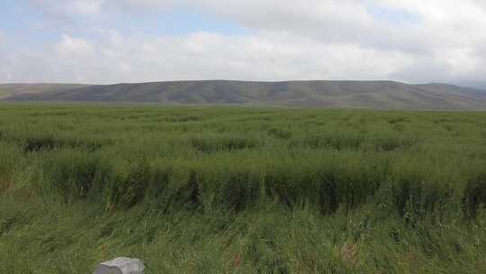 西北地区青稞种植平原实拍