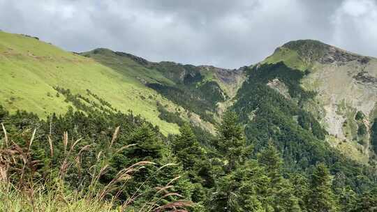 山脉高山森林植被