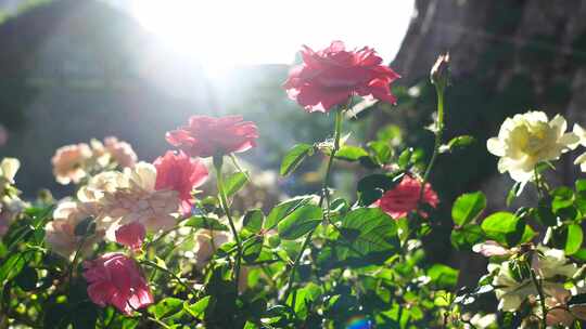 夏日阳光下逆光清新明亮的月季花花朵