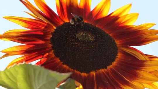 大黄蜂在向日葵上授粉的特写镜头