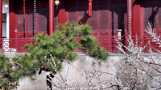 杭州灵隐寺梅花盛开航拍