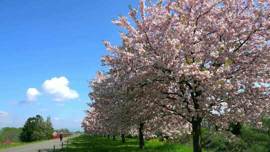 春暖花开自然风光阳光明媚樱花林