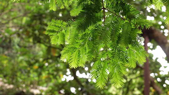 植物水杉