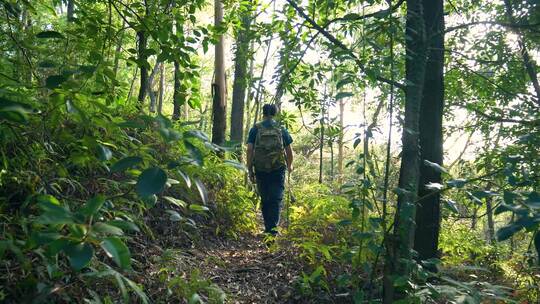 男性登山爱好者爬山，原始森林探险4k视频