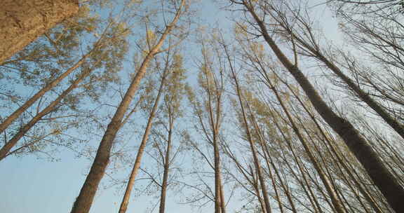 冬日落满枯叶树林