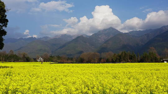 高山下的乡村金黄油菜花田