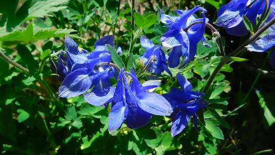 盛开的蓝铃花