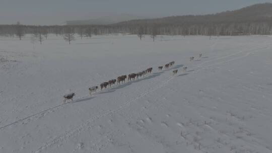 冬天阿尔山雪原上行走的牛群4k60p dlog