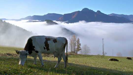 奶牛在绿色天然牧场上吃草
