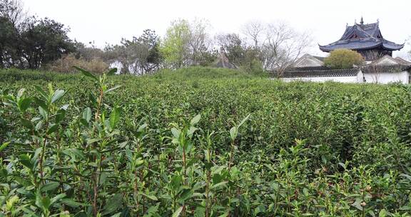 清明时节常熟虞山山顶生态茶园