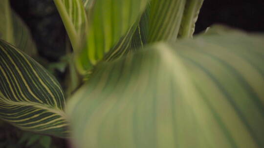 植物森林治愈雨水唯美意境清新自然