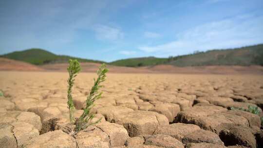 绿色植物生长在干旱的土地视频素材模板下载